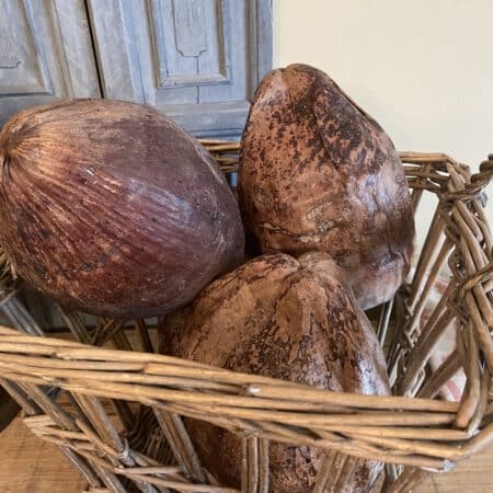 Oude Grote Kokosnoten Decoratief